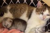 В Китае родился второй в мире клонированный котенок