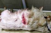 В Николаеве изверги били и стреляли в бездомную собаку — у животного два пулевых ранения