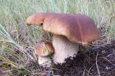 В Херсоне утвердили плату за сбор грибов, ягод и пней в лесах области