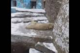 В Николаевском зоопарке показали, как белый медведь радуется снегу. ВИДЕО