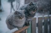 Снег с дождем, ветер и гололед: завтра в Николаевской области ухудшится погода