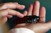 В Николаевском зоопарке предложили за отдельную плату назвать таракана именем возлюбленной