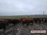 Председатель фермерского хозяйства &laquo;Прометей&raquo;&nbsp;заявил, что содержание коров под открытым небом в мороз &ndash; это специальная заграничная методика по взращиванию скота