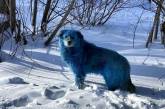Город в России заполонили бродячие собаки синего цвета