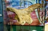 В Николаевском Краеведческом музее выставили череп первобытного быка