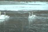 В Николаевской области расстреляли лебедей