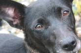В Житомирской области задержали живодера, который ел соседских собак