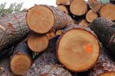 Из Украины в ЕС пытались вывезти ценную древесину на 300 тысяч евро