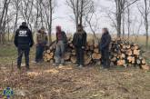 СБУ задержала чиновников Вознесенского лесхоза, которые вырубили ценные деревья на продажу