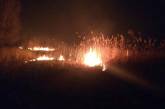 В Николаевской области неизвестные выжгли огромную территорию камыша