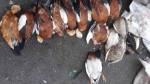 На территории биосферного заповедника &laquo;Аскания-Нова&raquo; погибли&nbsp;613 птиц