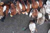 В заповеднике «Аскания-Нова» за последнюю неделю зимы в муках погибли сотни птиц