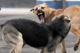 В Каневском заповеднике бродячие собаки за три дня растерзали полтора десятка косуль