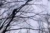 Как в Николаеве кота спасали: один на дереве, другие с покрывалом. ВИДЕО