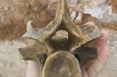 На берегу Черного моря найдены останки доисторического животного