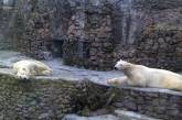 В Николаеве показали утро белых медведей в зоопарке. ФОТО