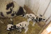В николаевском зоопарке у древней породы овец родилось потомство