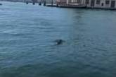 В каналах Венеции заметили дельфинов. ВИДЕО
