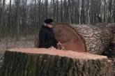 В Киеве неизвестные срубили 17 вековых дубов