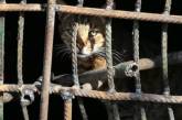 В подвале киевской многоэтажки «заварили» металлической решеткой кошку с котятами