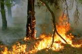 На Николаевщине от огня пострадало 262 гектара леса
