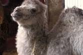 В николаевском зоопарке родился верблюжонок Джола