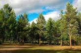 В Николаевской области фермер самовольно занял участок на территории лесного хозяйства