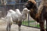 В николаевском зоопарке показали первую прогулку верблюжонка Джолы. ВИДЕО