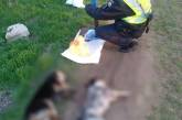 Жителю Херсонской области грозит срок за расстрел дворовых собак