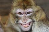 В зоопарка обезьяна откусила палец мальчику - винят карантин 
