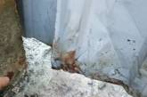 В Винницкой области разыскивают живодера, забившего молотком насмерть трех собак. Фото, видео 18+