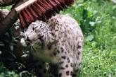 В Николаевском зоопарке просят горожан дарить обитателям «щетки-чесалки»