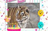 В Николаевском зоопарке тигр-долгожитель празднует свой юбилей   