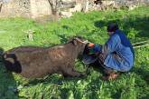 В Николаевской области спасатели достали быка из глубокого колодца. ФОТО