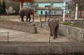 В Николаевском зоопарке показали трюки слонов. ВИДЕО