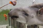 В николаевском зоопарке отметили Всемирный день тапира