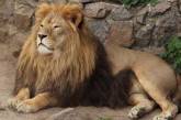 В Индии коронавирусом заразились львы