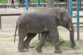 В Николаевском зоопарке слон Шанти празднует свой день рожденья – ему исполнилось 13 лет