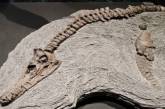 Палеонтологи нашли останки динозавра неизвестного вида