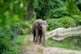 В США слониха судится с зоопарком – требует отправить ее в заповедник