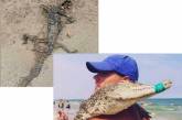 На берегу моря в Кирилловке нашли мертвого крокодила