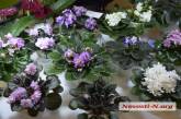 В Николаеве прошла выставка фиалок и кактусов. ФОТОРЕПОРТАЖ