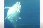 В Черном море обнаружили привязанные к камням трупы дельфинов. ВИДЕО