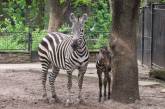 В Николаевском зоопарке родился малыш зебры