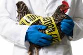 Ученые из Китая считают, что птичий грипп может вызвать новую пандемию
