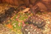 В николаевском зоопарке отметили Всемирный день черепахи