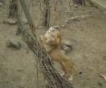 В Николаевском зоопарке отпраздновали день рождения льва Ланка и львицы Лолы