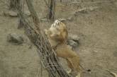 В Николаевском зоопарке отпраздновали день рождения двух львов