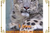 В николаевском зоопарке свой 4 день рождения отметил снежный барс