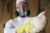 В Китае зафиксировали первый случай заражения человека птичьим гриппом